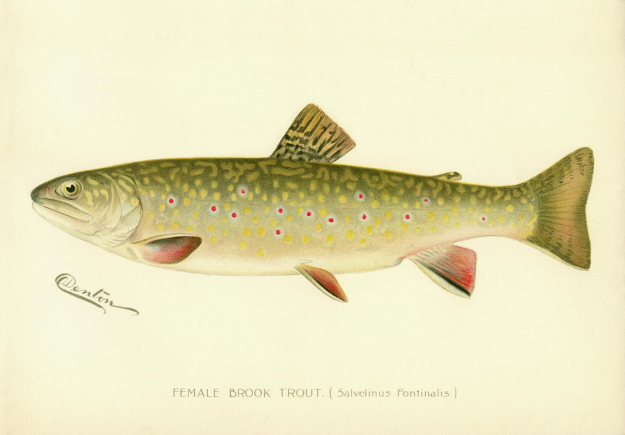 Female Brook Trout Digital Art by Print Collection - Fine Art America