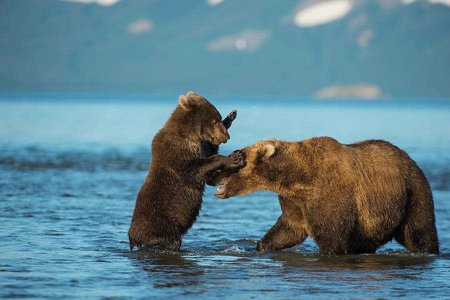 Female Brown Bear With Cub Playing In Lake Kuril, Kamchatka Photograph ...