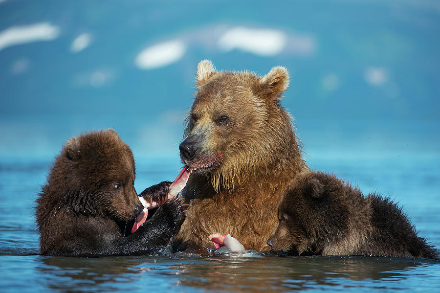 Female Brown Bear With Two Cubs Eating Fish, Kamchatka Photograph by ...