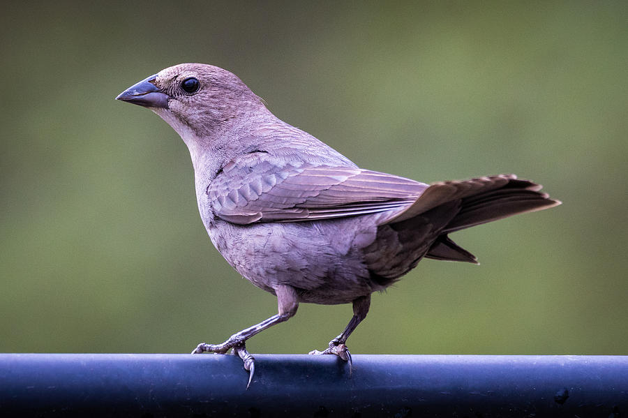 Female Brown Headed Cowbird Photograph by Jay Whipple Pixels