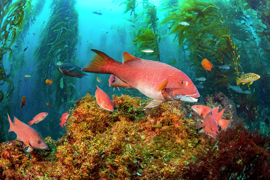 Female California Sheephead And Miscellaneous Reef Fish Photograph by David Fleetham / Naturepl.com Female California Sheephead And Miscellaneous Reef Fish Photograph by David Fleetham / Naturepl.com