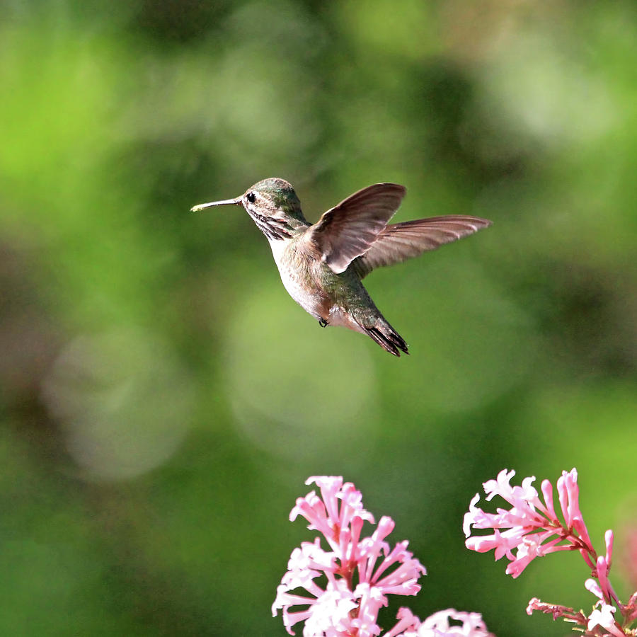 Female Calliope Hummingbird Photograph by Donna Kennedy