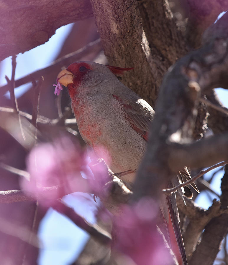 Female Cardinal Feeds on Redbud Flowers Photograph by Ben Foster