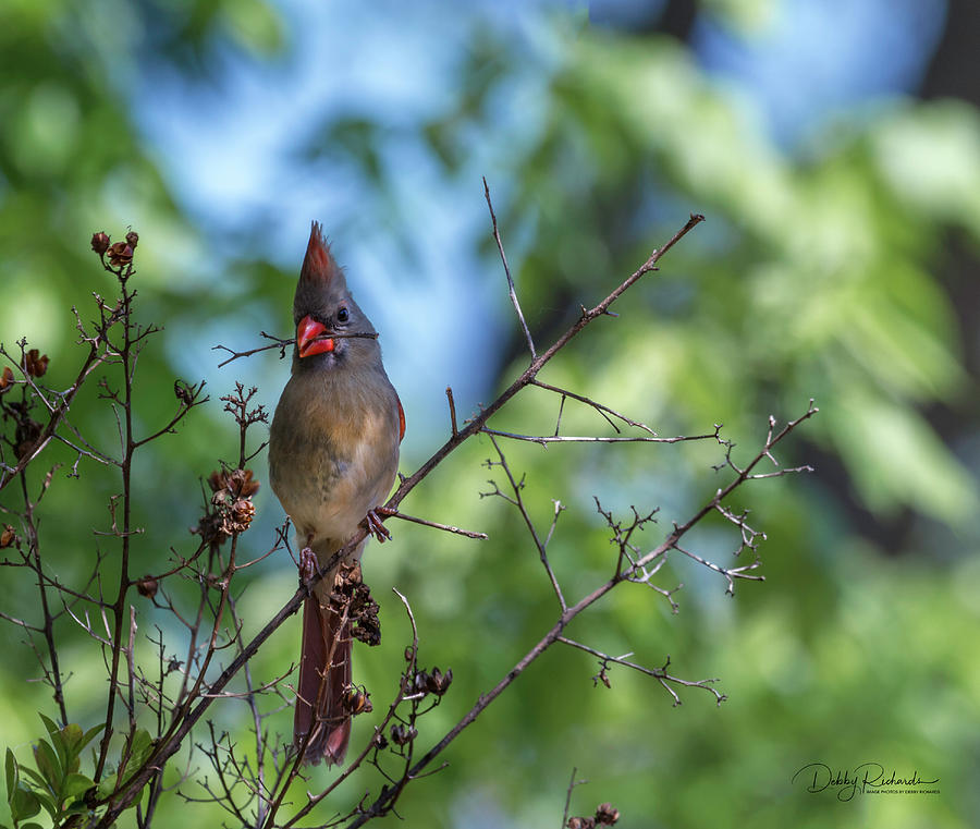 Female Cardinal gathering nesting material Photograph by Debby Richards
