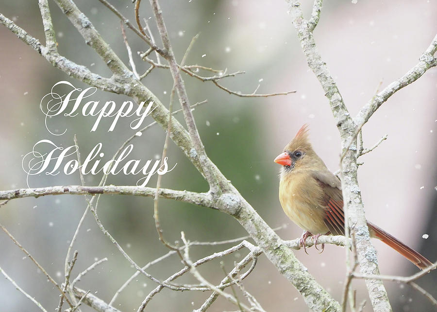 Female Cardinal Happy Holidays Photograph by Denise Beverly