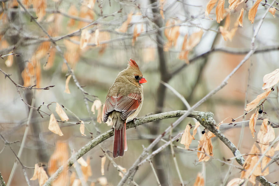 Female Cardinal in Winter Photograph by Peggy Collins
