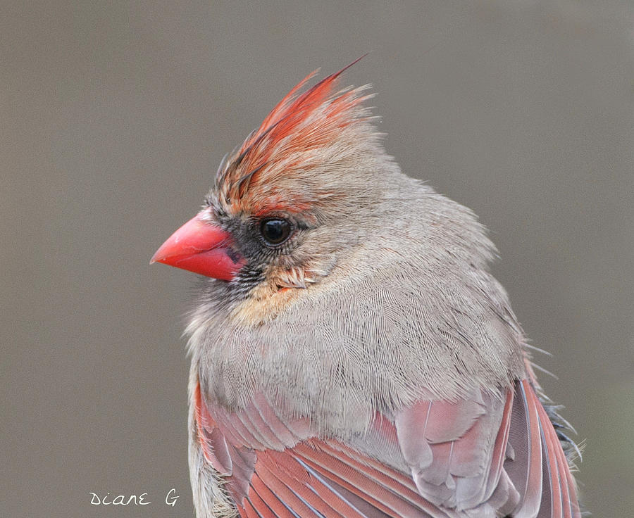 Female Cardinal on a rainy day Photograph by Diane Giurco