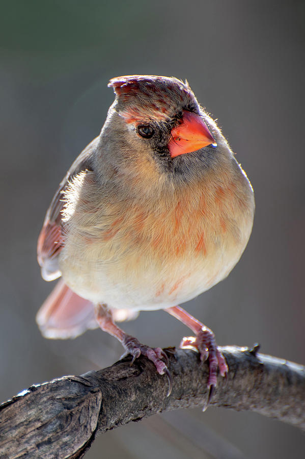 Female Cardinal Posed Photograph by Joann Long