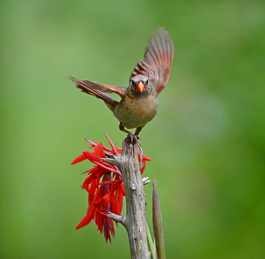 Female Cardinal Photograph by Randall Branham