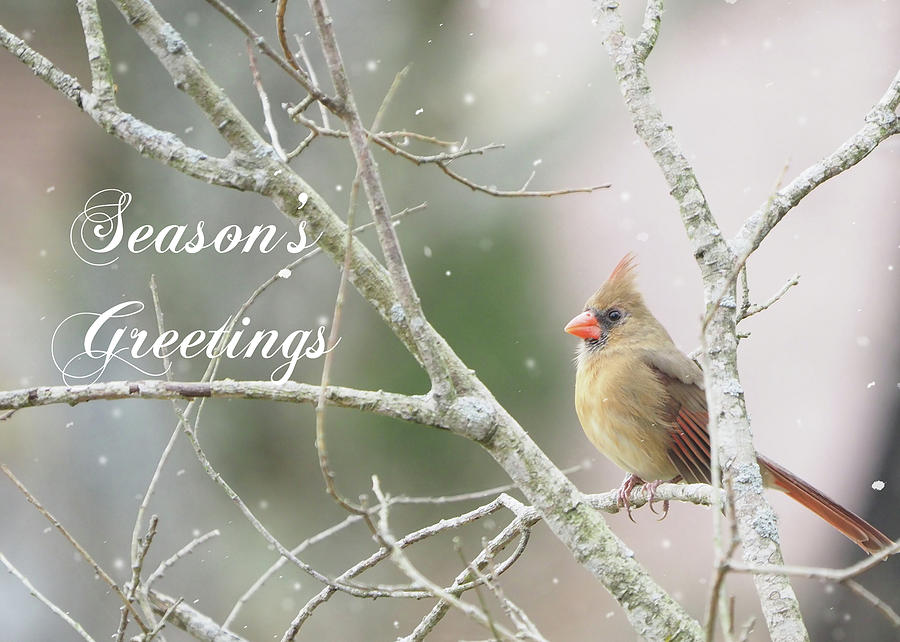 Female Cardinal Seasons Greetings Photograph by Denise Beverly
