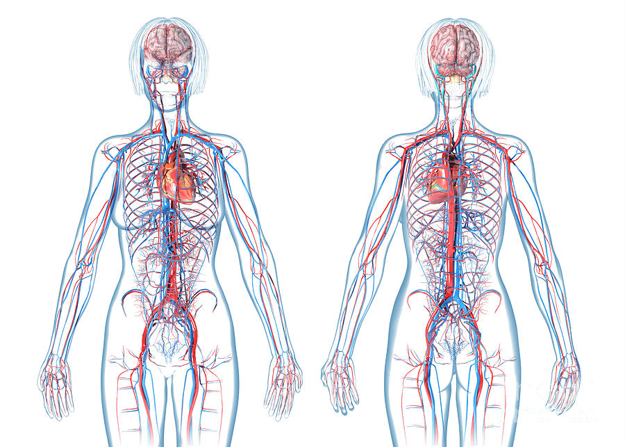 Female Cardiovascular System Photograph By Leonello Calvettiscience Photo Library Pixels Merch