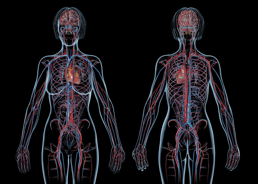 Female Cardiovascular System Rear Photograph By Leonello Calvetti