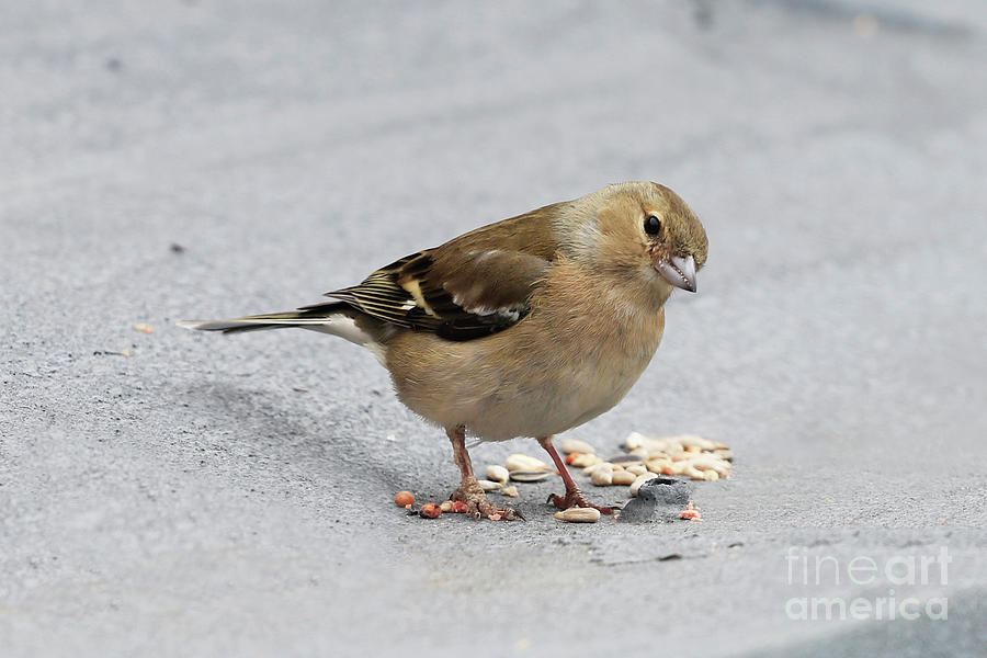 Female Chaffinch Photograph by Terri Waters