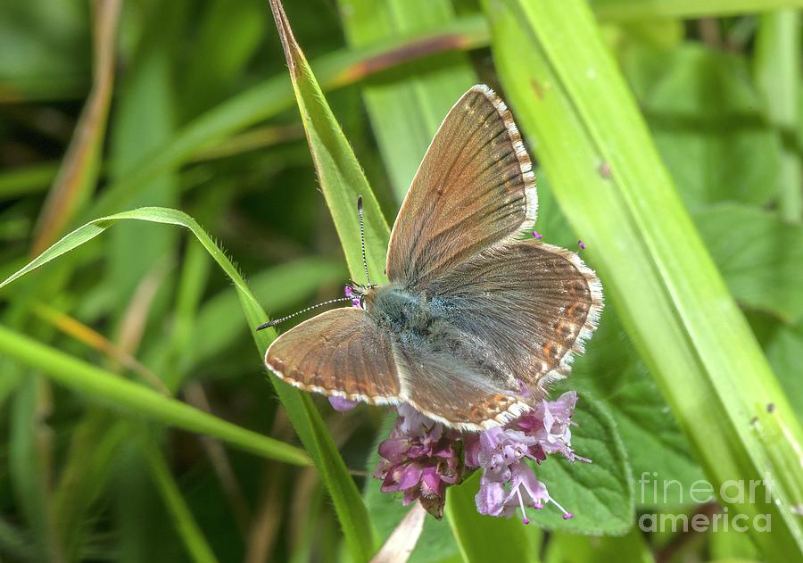 Butterfly Photograph - Female Chalk-hill Blue Butterfly by Bob Gibbons/science Photo Library