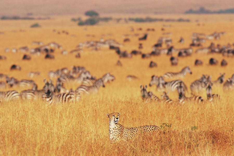 Female Cheetah Acinonyx Jubatus Walking Photograph by Paul Souders