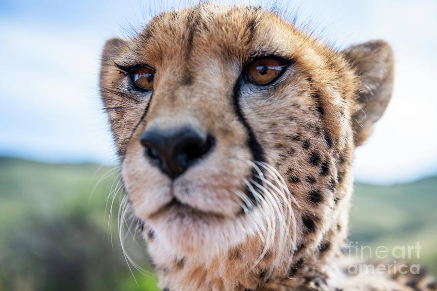 Animal Cheetah HD Wallpaper by Daniel Smith