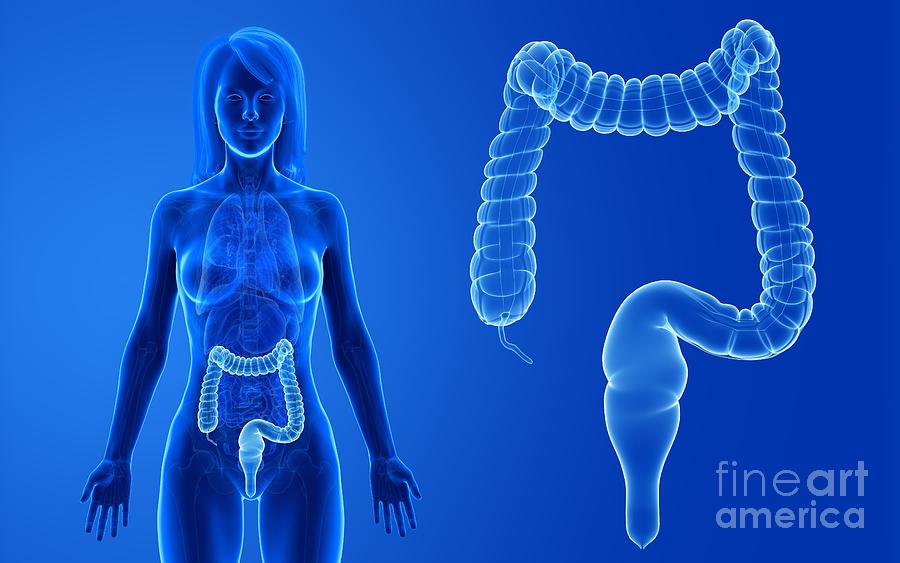 Female Colon Photograph By Sebastian Kaulitzkiscience Photo Library Pixels 5975