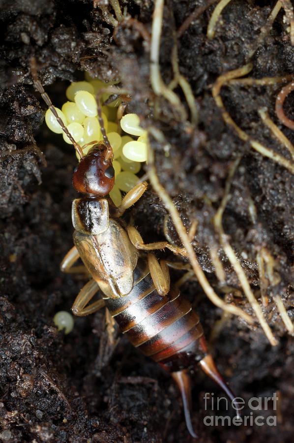 Female Common Earwig With Her Eggs Photograph by Dr Jeremy Burgess/science Photo Library