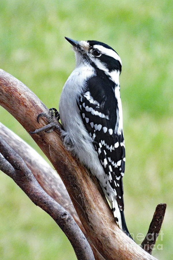 Female Downy Woodpecker Posing Photograph