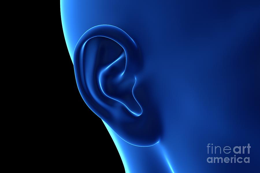 Female Ear Photograph by Sebastian Kaulitzki/science Photo Library - Pixels