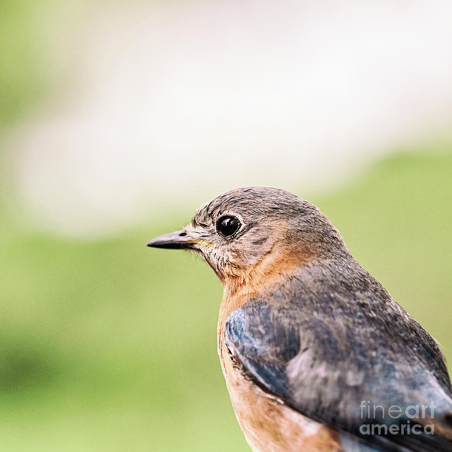 Female Eastern Bluebird - square Photograph by Scott Pellegrin