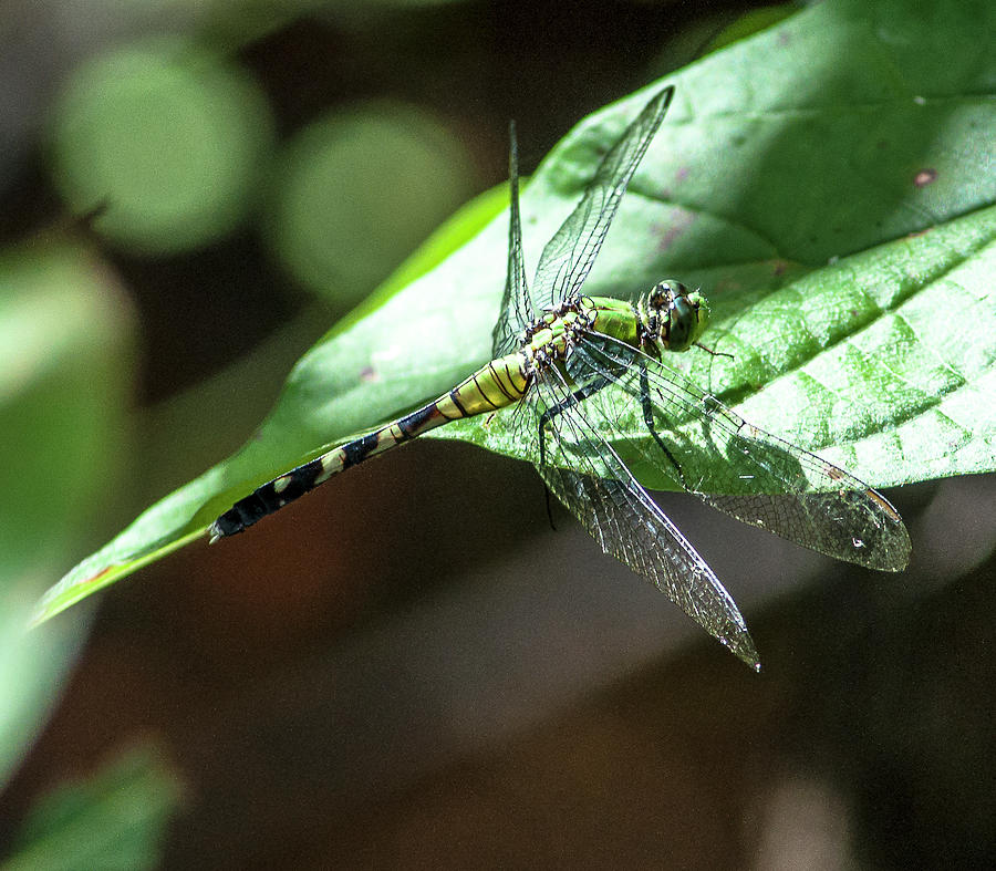 Female Eastern Pondhawk Dragonfly Photograph