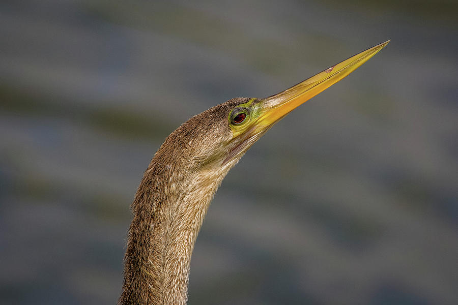 Female Egret Photograph by TJ Baccari - Pixels