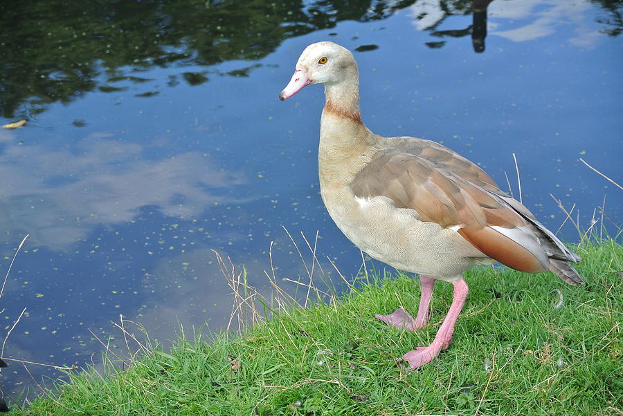 Female Egyptian Goose Photograph by Lynne Iddon - Pixels