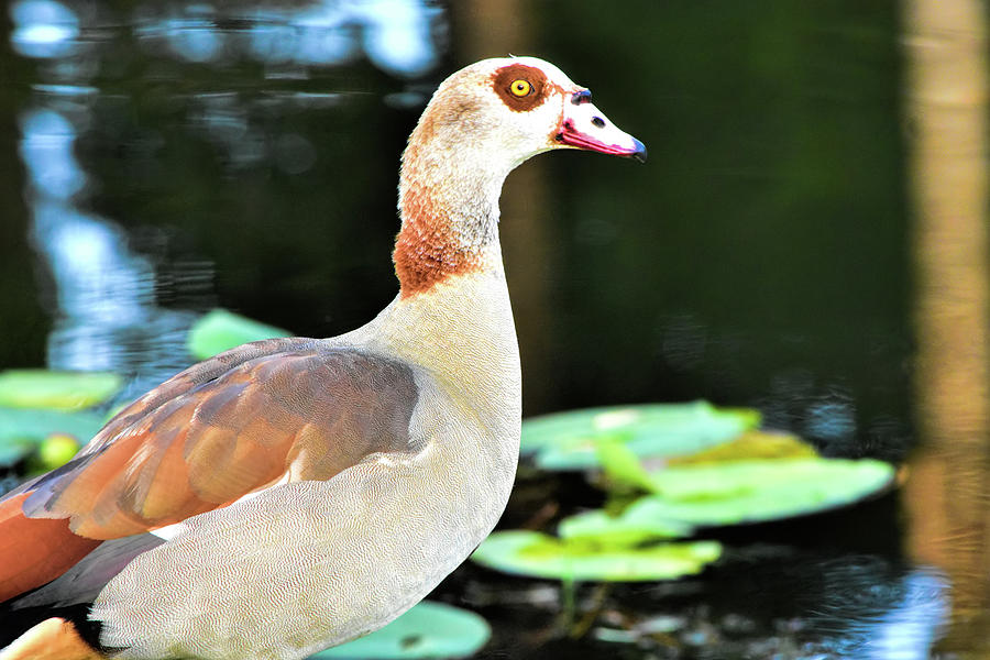 Goose Photograph - Female Egyptian Goose by William Tasker
