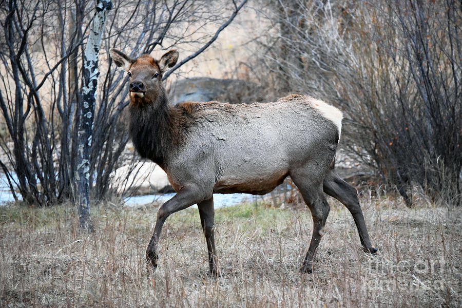 Female Elk, Estes Park, Colorado Photograph by Catherine Sherman