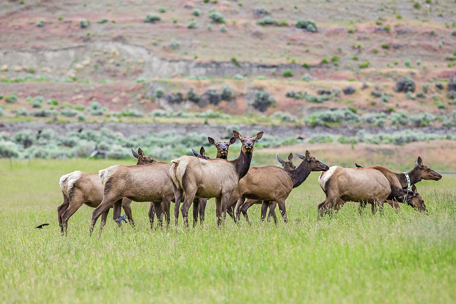 female elk female elk