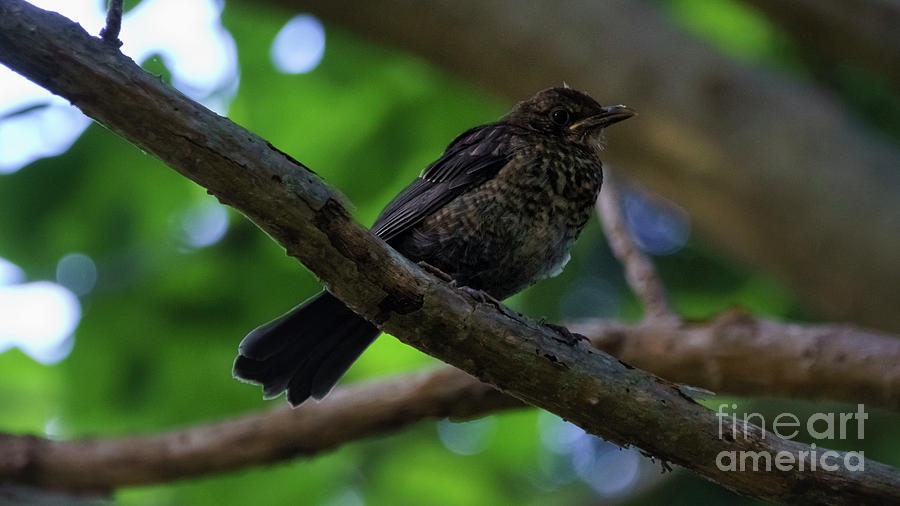 Female Eurasian Blackbird Turdus Merula Photograph by Pablo Avanzini