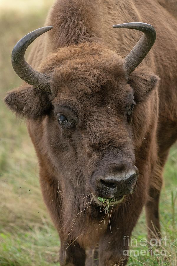 Female European Bison Photograph by Bob Gibbons/science Photo Library
