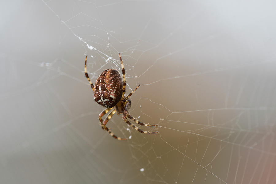Female European Garden Spider Photograph by Robert Potts