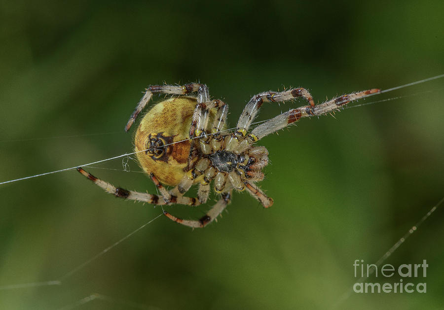 Arachnophobes Beware! The Birth of Spider Nomenclature Just in Time for  Halloween! – Biodiversity Heritage Library