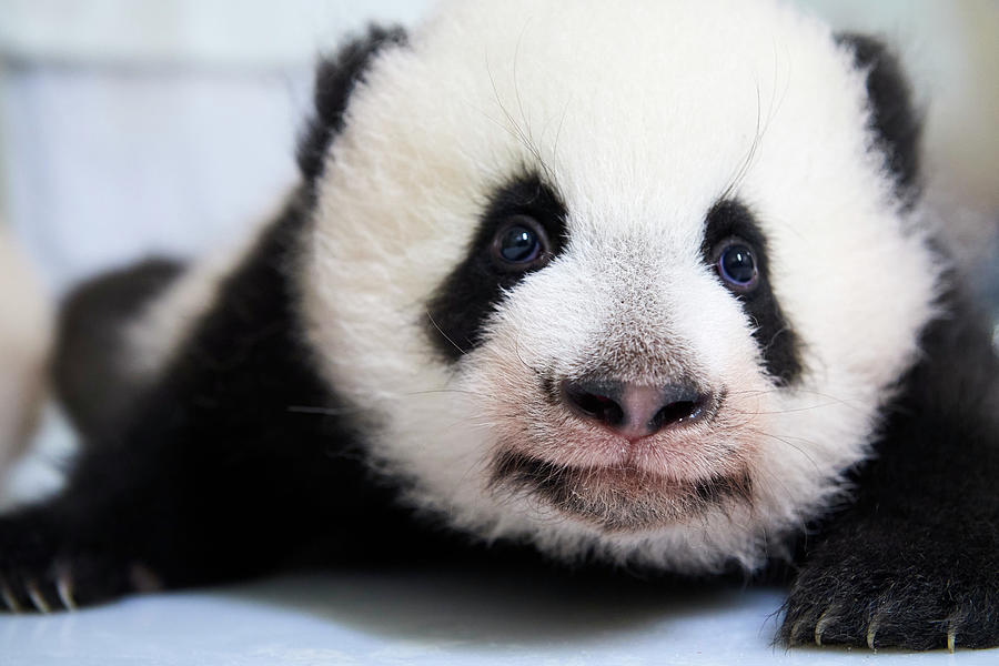 Female Giant Panda Cub, Age 3 Months, France Photograph by Eric Baccega ...