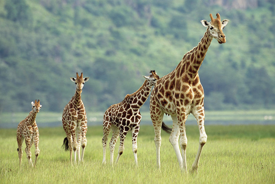 Female Giraffe And Calves Giraffa Photograph by James Warwick