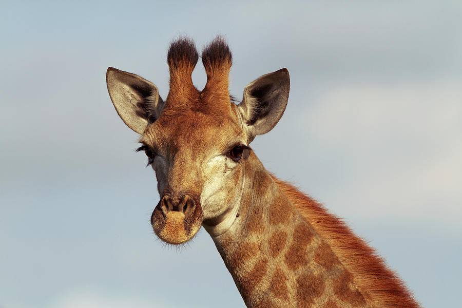 Female Giraffe Photograph by Thomas Retterath