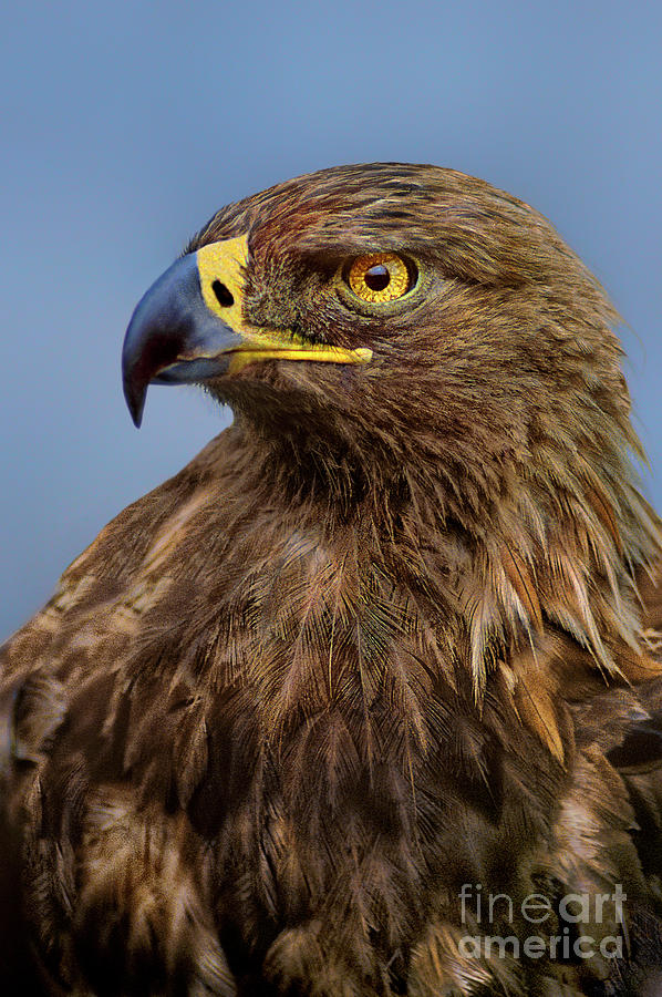 Female Golden Eagle Aquila Chrysaetos Wildlife Rescue Photograph by Dave Welling