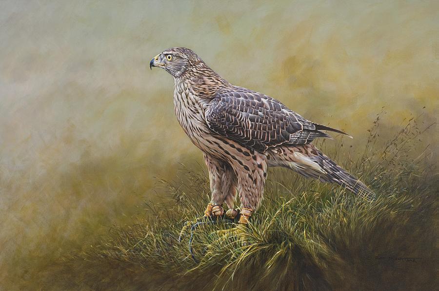Female Goshawk Paintings Painting by Alan M Hunt