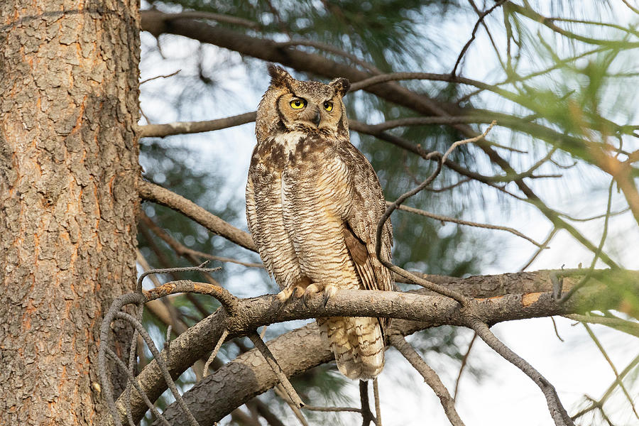 Female Great Horned Owl Watches for Threats Photograph by Tony Hake