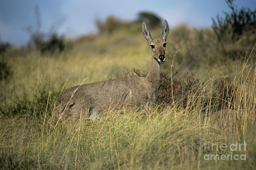 Female Grey Rhebuck Photograph by Peter Chadwick/science Photo Library