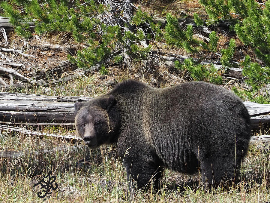 Female Grizzly Photograph by Ginger Repke