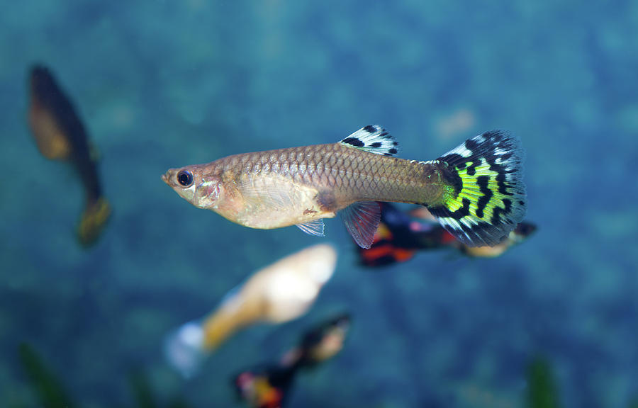 Fish Photograph - Female Guppy by Kerstin Klaassen