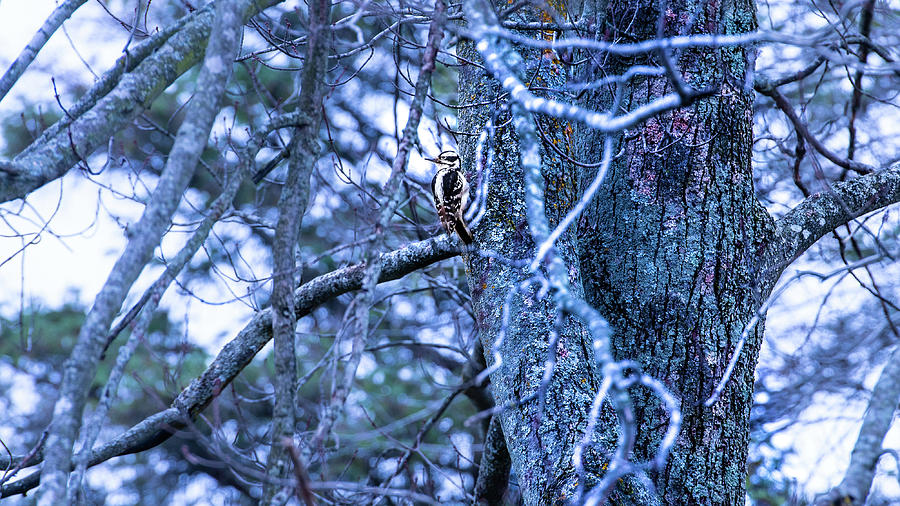 Female Hairy Woodpecker by onyonet photo studios Female Hairy Woodpecker by onyonet photo studios