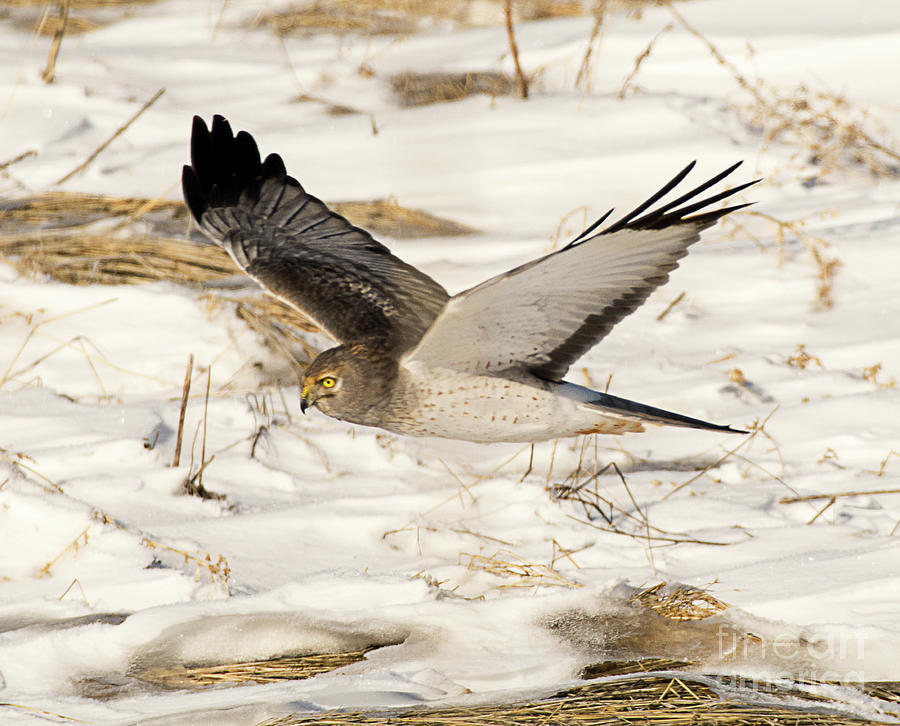 Female Harrier in Flight Photograph by Dennis Hammer - Fine Art America