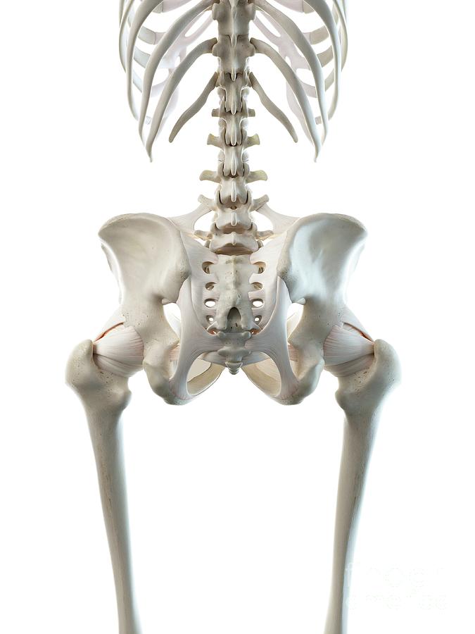 Bones in the Hip - JOI Jacksonville Orthopaedic Institute