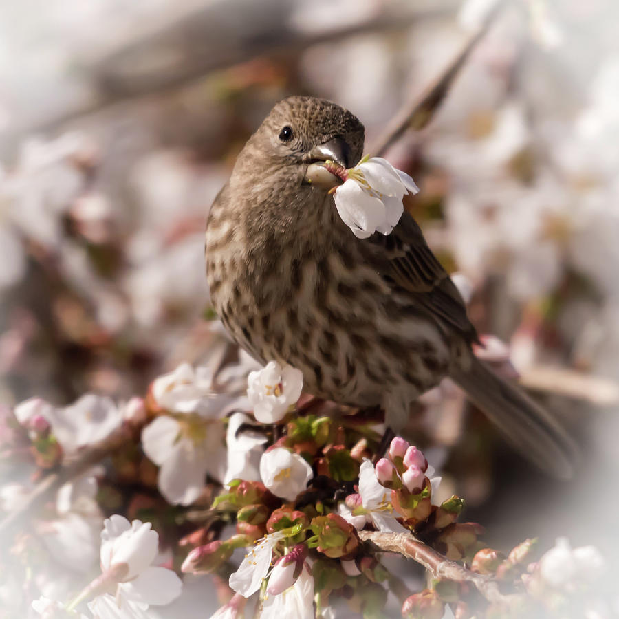 Female House Finch with Flower Soft Square Photograph by Terry DeLuco