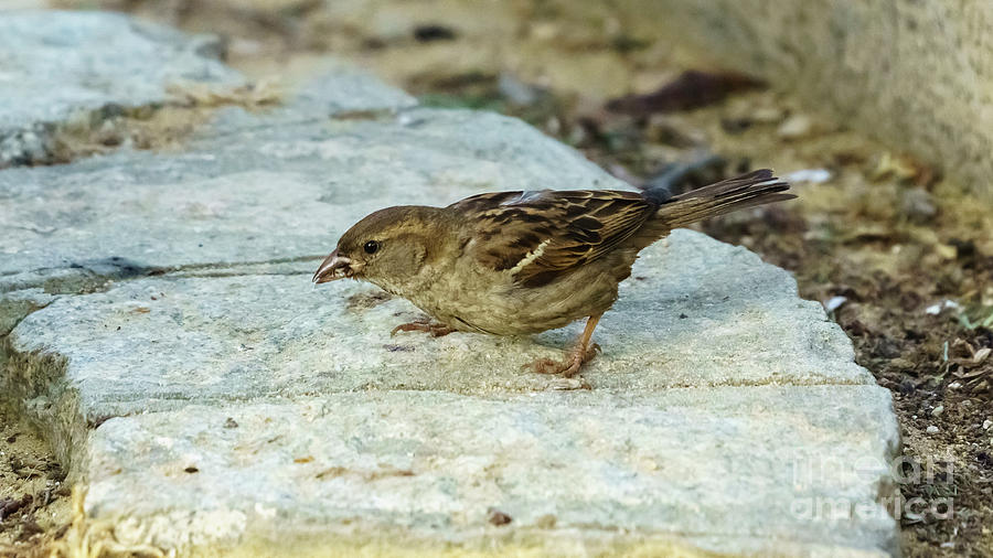 Female House Sparrow Eating Photograph by Pablo Avanzini