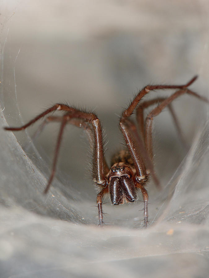 Female House Spider In Old Stone Wall, Somerset, Uk Photograph by Nick ...